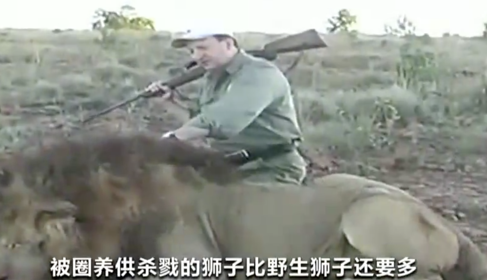 叫停！南非计划禁止圈养狮子供狩猎行为