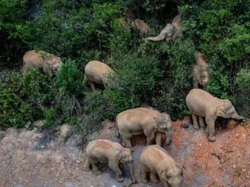 云南野象群在六龙公路附近被发现，已进入玉溪市红塔区