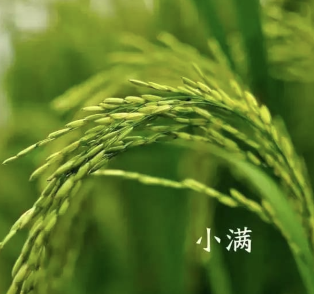 小满饮食宜清淡
