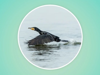 世界候鸟日丨一组海报认识深圳10种常见候鸟！