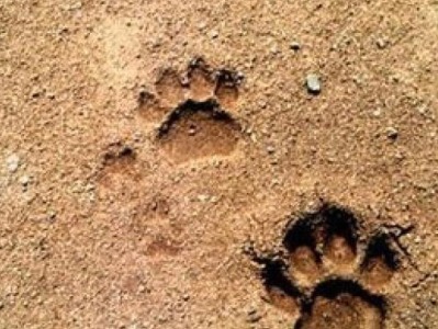 辽宁抚顺有村民发现猫科动物踪迹，当地已禁止村民进山