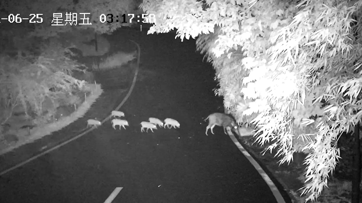 野猪出没！仙湖植物园迎来一群“不速之客”,趁夜色寻觅“深夜饭堂”