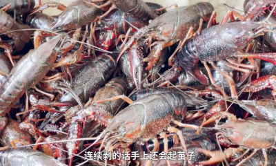 男子当品虾师 6年年均吃4吨小龙虾：月收入过万，剥虾剥出茧