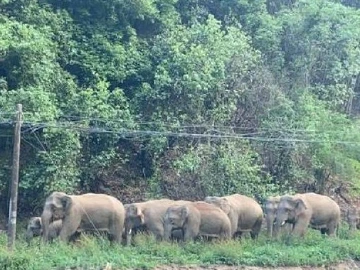 北迁野象群回了玉溪：已进入易门县，当地发应急公告