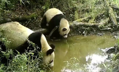 野生大熊猫会搬家吗？