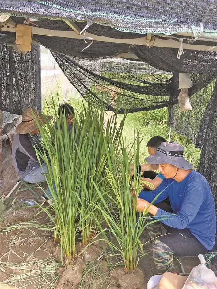 深圳“洁田稻” 获颁种子经营许可证 农民只需除一次草