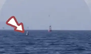 鲸鱼还在深圳海域，一早四次“打卡”！环保志愿者：远远爱它就很好
