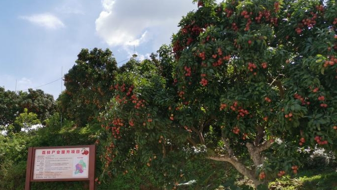 特优质晚熟荔枝品种“仙进奉”，“小特产”升级“大产业”
