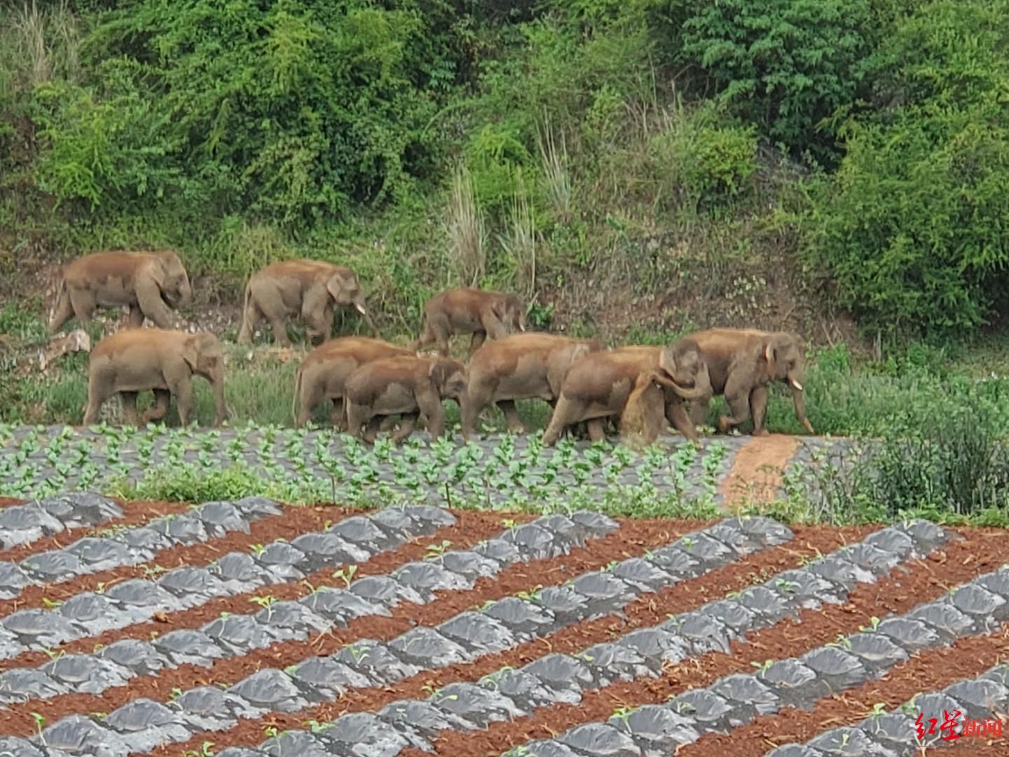 围堵加食诱，15头亚洲象饱食后沿着昆明宝夕公路向南移动
