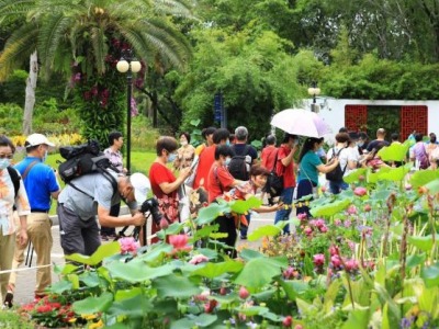 洪湖公园荷花盛开，深圳公园端午期间接待游客130.7万人次