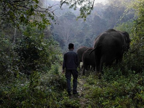 探访云南亚洲象栖息地：象群为何北移？它们的家园还好吗？