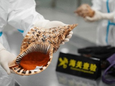 深圳宝安机场海关查获入境象牙、鳄鱼皮等濒危野生动物制品4.532千克