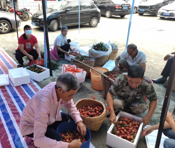 东莞市樟木头镇社区搭台，助力果农销售荔枝