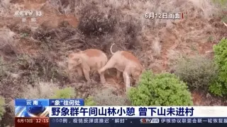 象群或因气候食物适宜行动放缓，监控拍下打闹画面
