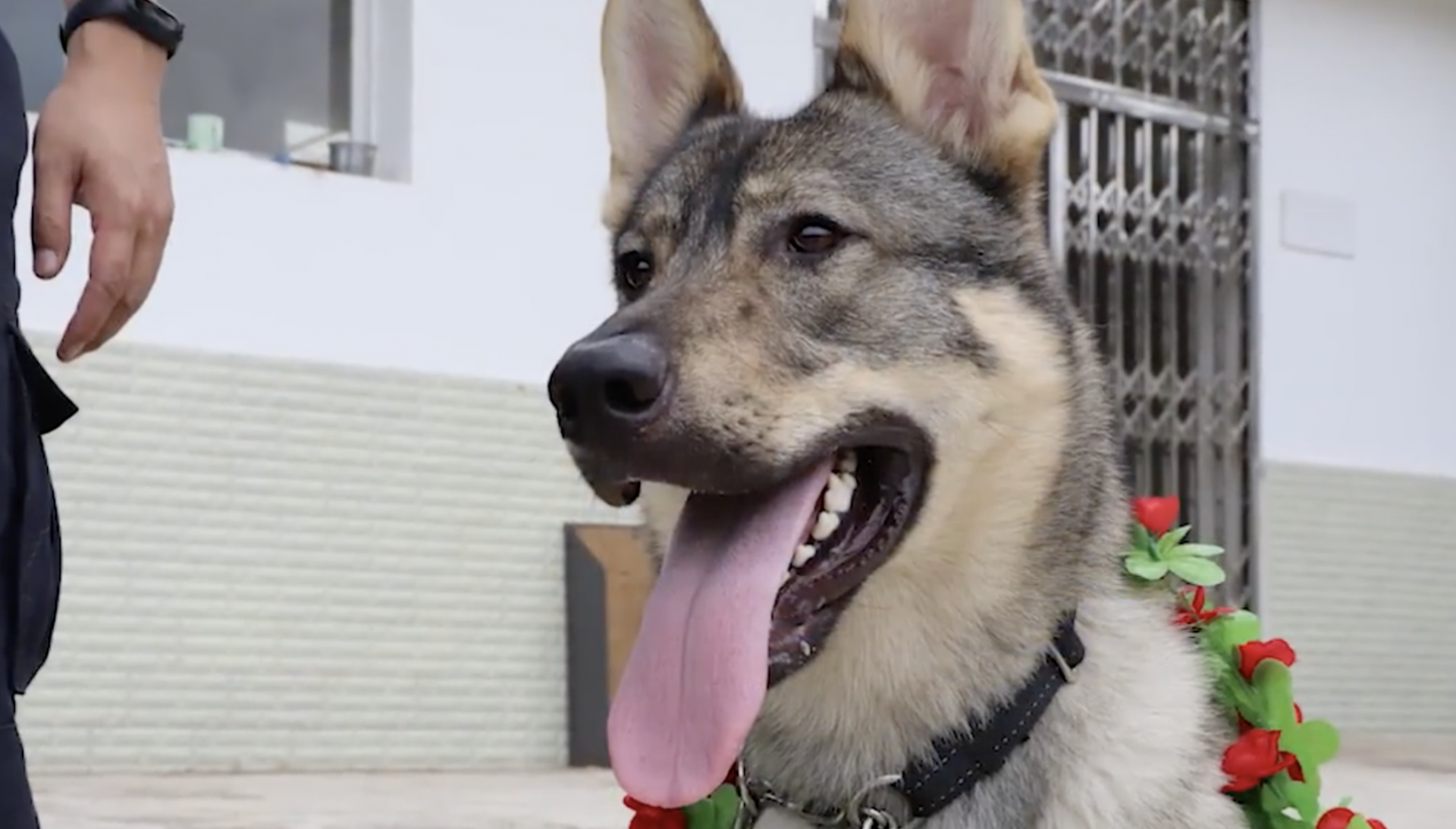 实至名归！立功缉毒犬被授予花环加鸡腿