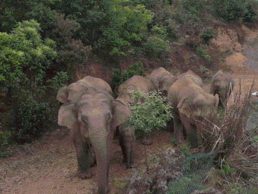 云南野象群的剩饭“被吃播”，既不安全，也带坏风气