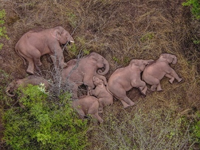 亚洲象研究中心主任：象群下一步可能会往楚雄或普洱方向迁移