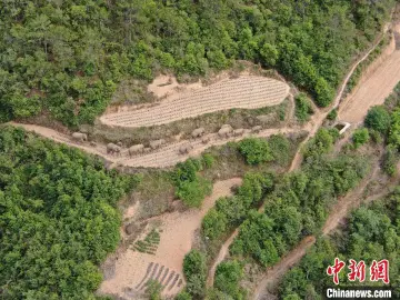 北迁野象群最新动态：今日向西迁移5.5公里，一头公象离群
