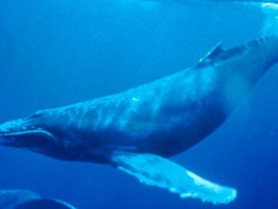 这部纪录片告诉我们，夜晚的座头鲸喜欢在深海唱K