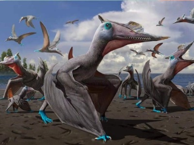 1.35亿年前翼龙留下114个爪印，它们在干啥？