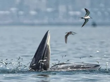 图集｜“鲸”喜不断，布氏鲸在深圳海面与海鸥“嬉戏”