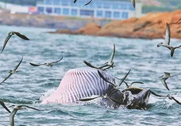 布氏鲸追踪：鲸鱼活动频率有所减少 有关部门严密监测