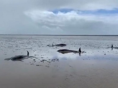 12头鲸鱼搁浅浙江头门港，专家：视频中发现错误救援动作