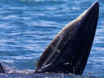大自然是最好的博物馆 大鹏湾护鲸行动为培育海洋文化提供了可借鉴的范本