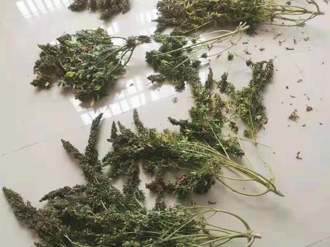 湖南男子种植大麻销往澳门，快递至珠海时栽了 