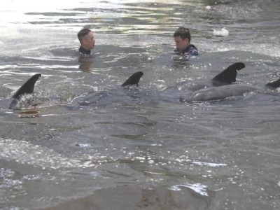 专家赶至台州剖析鲸鱼搁浅海滩原因，确定今晚放生6条