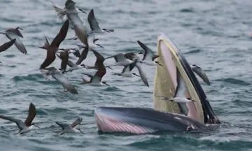 “小布”状态良好，鲸豚保护联动小组出海！