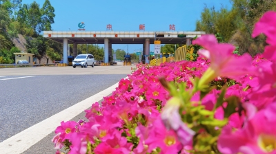绿化升级“颜值高”，广州多条高速路段变身“美丽廊道”