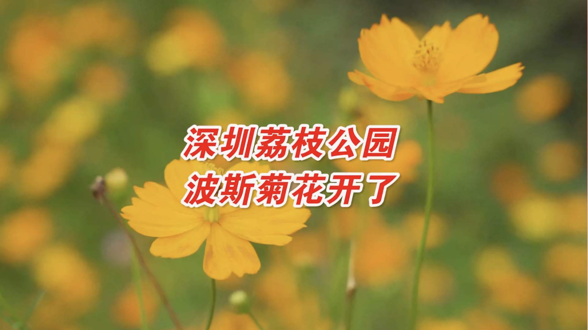 深圳荔枝公园波斯菊花绽放