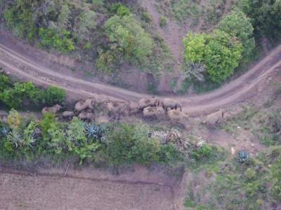 象群进入云南玉溪市新平县，独象位于玉溪市红塔区