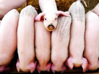 国常会：确定稳定生猪产能措施，建立生猪生产逆周期调控机制