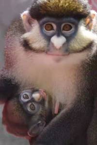 红尾长尾猴在深圳野生动物园喜添“二胎”
