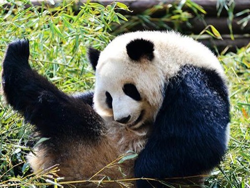 我国野生大熊猫“降级”：受威胁程度等级由濒危降为易危 