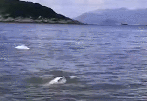 中华白海豚桂山海域“组团游”！珠海渔民拍下视频