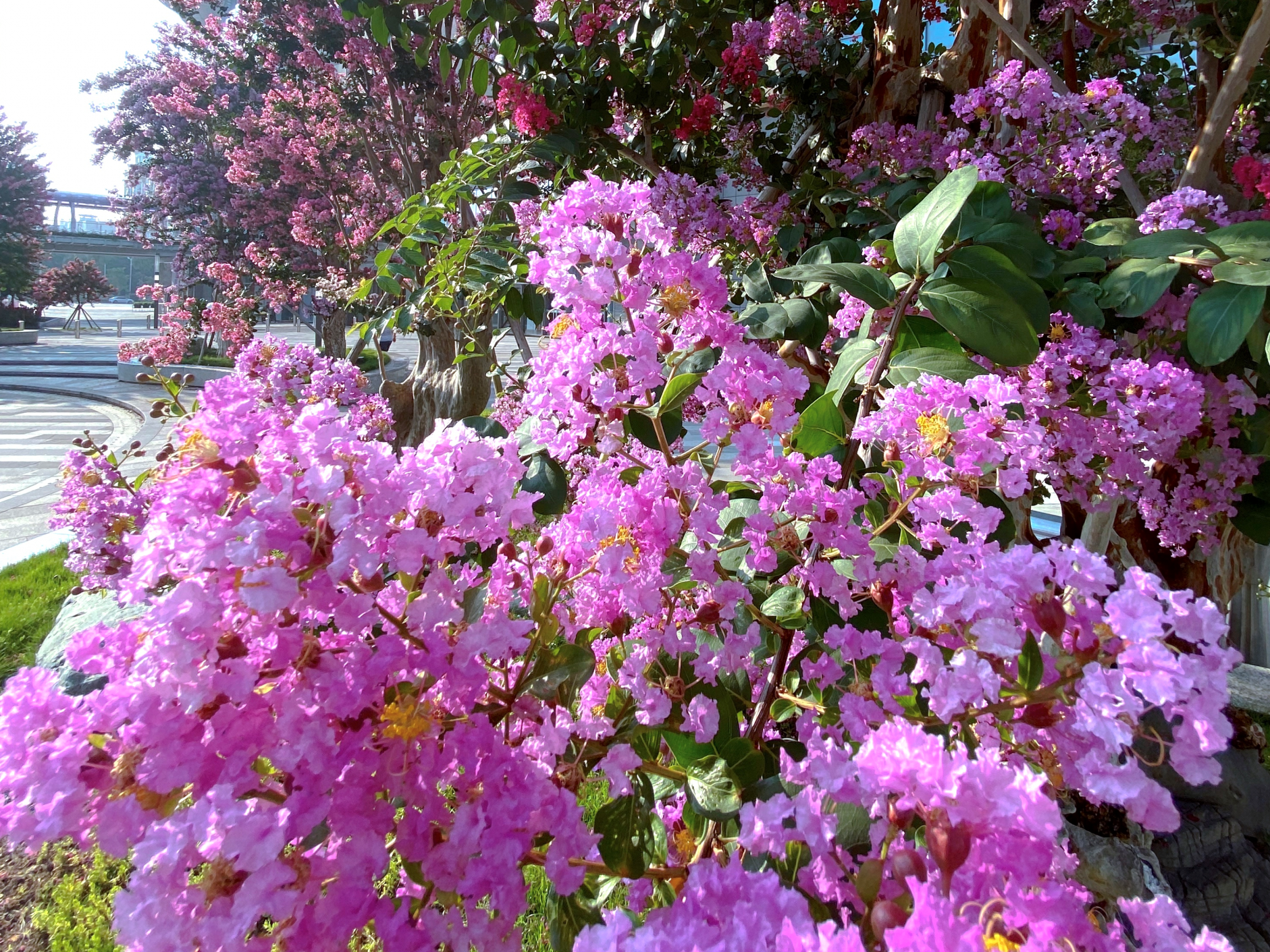 佛山市紫薇港：200多棵古紫薇绘就一道绚丽风景线