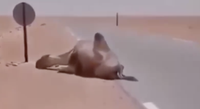 阿尔及利亚高温热晕骆驼