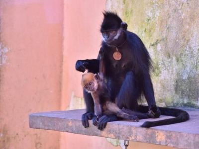 人工繁育第八代黑叶猴幼崽存活，专家：健康没问题，只是偏瘦