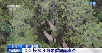 “象”往何处？云南象群迂回移动 今天进入玉溪市新平县