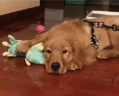 宠物托运致宠物狗死亡事件引关注，除第三方机构还可选择这些托运方式