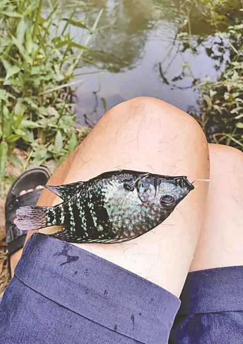 有人在香蜜湖钓到绿色“怪鱼” 外形艳丽令人不敢食用 专家辨认后说出其来历