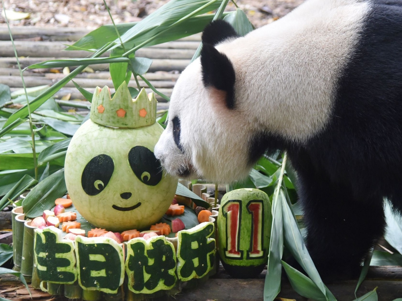 大熊猫“园舟”11岁啦！深圳野生动物园举办美食生日趴