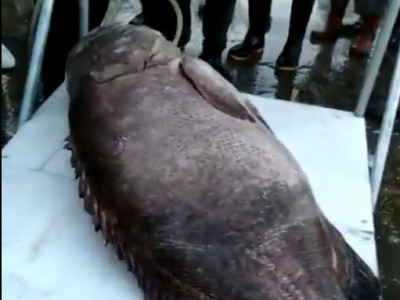 罕见！开渔首日深汕渔民捕到189斤龙趸石斑
