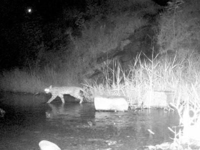 红外夜摄发现新伙伴：豹猫！它夜行在大亚湾核电基地