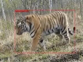 猛虎又下山，“完达山一号”东北虎为何去而复返？专家回应