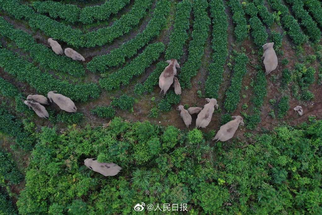 最新消息！你们牵挂的象群就快到家啦~