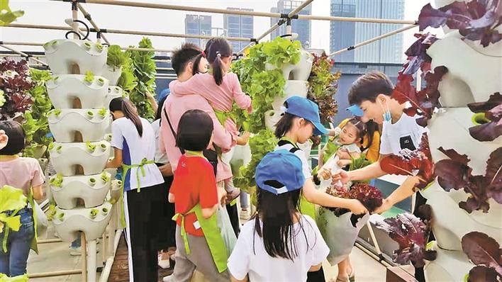 快看！楼顶长出“菜园”啦